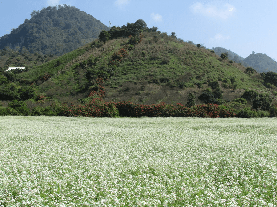 Top 5 địa điểm check in cùng hoa cải trắng đẹp lung linh tại Mộc Châu